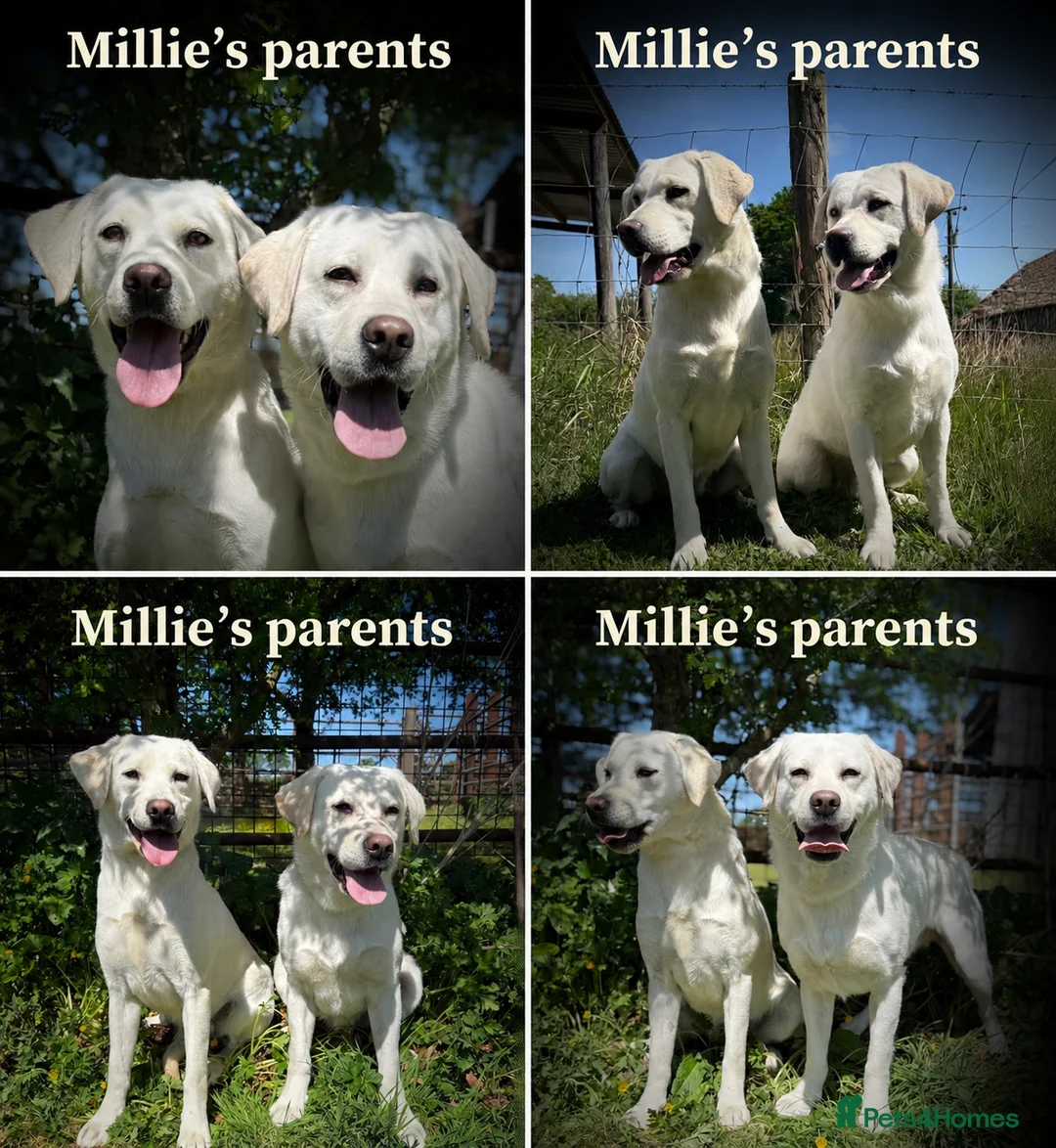 Labrador Retriever dogs for sale: Beautiful Labrador Girls  - Advert 1