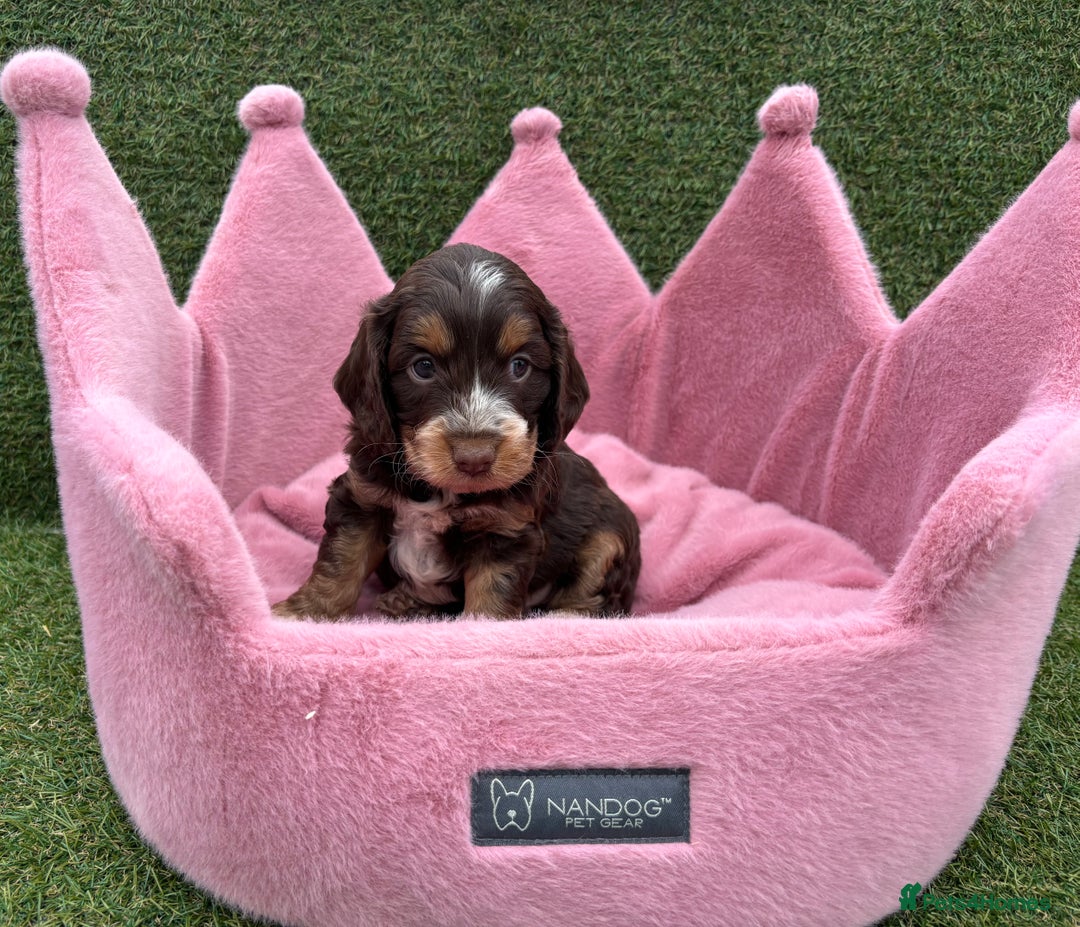 Cockapoo dogs for sale: ⭐️ Stunning Rare Coloured F1 Miniature Cockpoos ⭐️ - Image 14