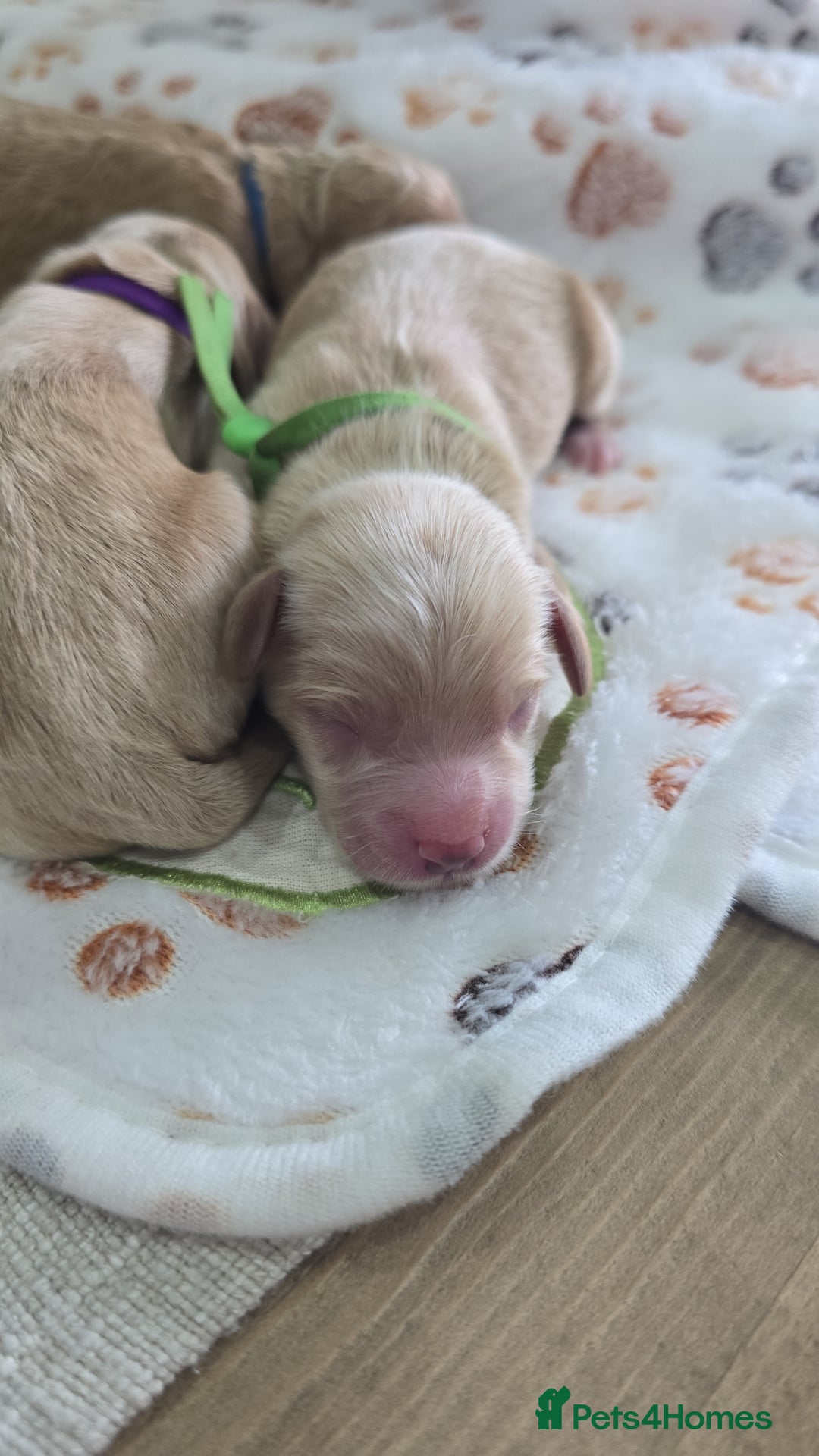 Cockapoo dogs for sale:  Toy cockerpoo health tested licensed Breeder  - Advert 17