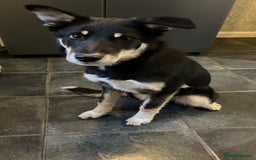 Mixed Breed dogs for sale: Luna  - Image 1