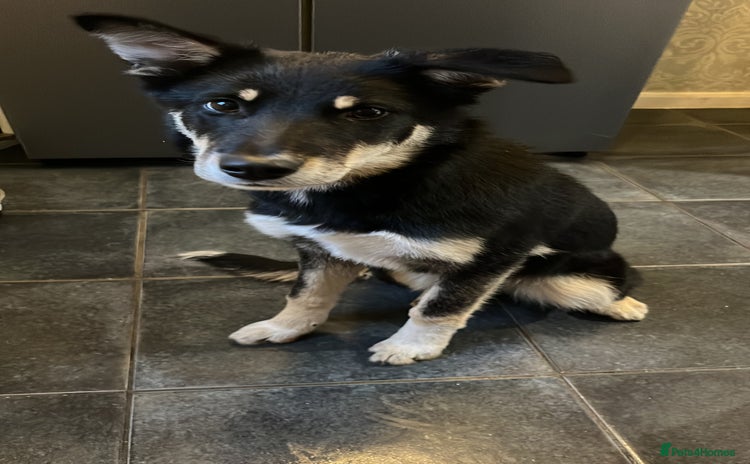 Mixed Breed dogs - Advert 5