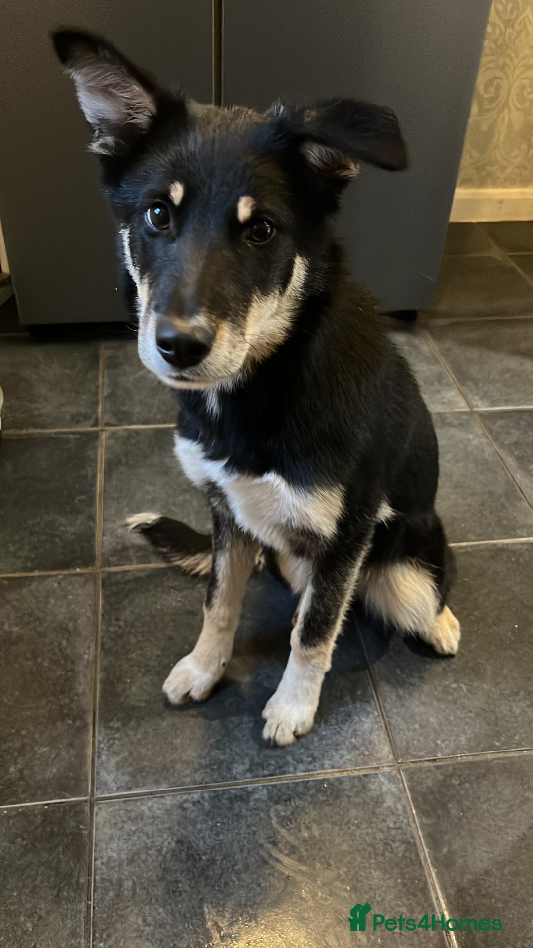 Mixed Breed dogs for sale: Luna  - Image 1