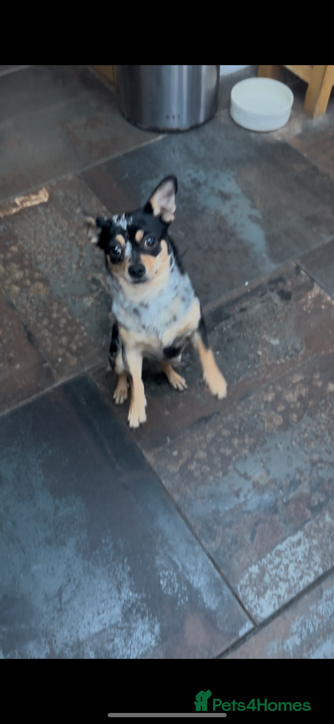 Chihuahua dogs for sale: Merle Stunning Little Girl - Advert 4