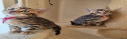Bengal cats for sale: ⚜️Bengal kittens Tica registered ⚜️ - Advert 9
