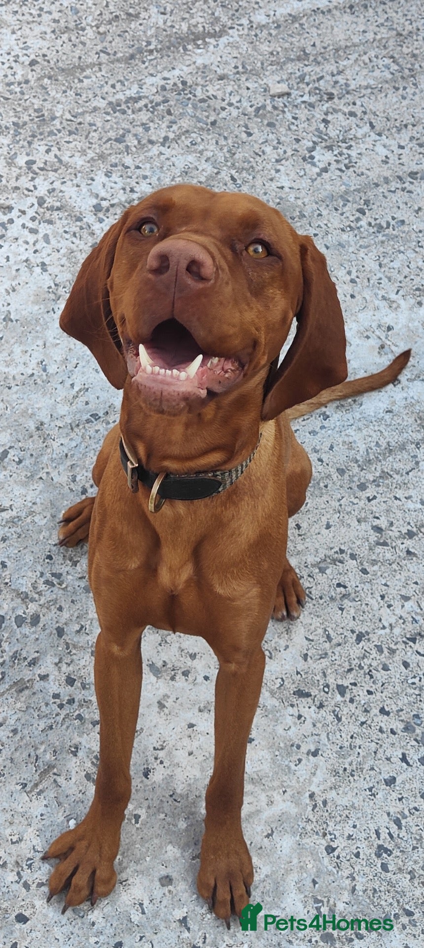 Hungarian Vizsla dogs Charlie  - Advert 8