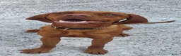 Hungarian Vizsla dogs for stud: Charlie  - Advert 1