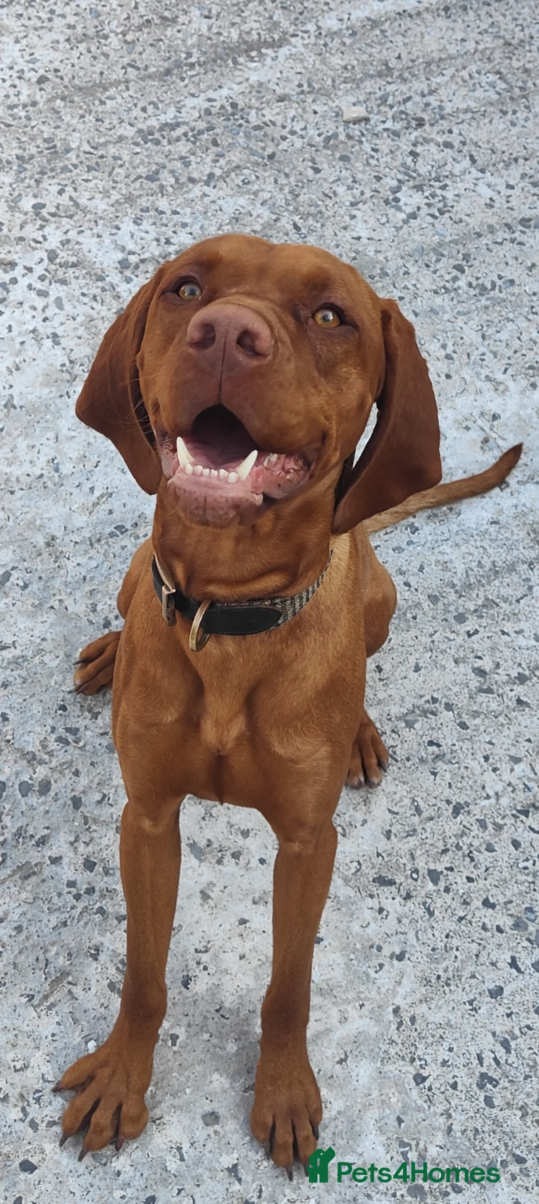 Hungarian Vizsla dogs for stud: Charlie  - Advert 1