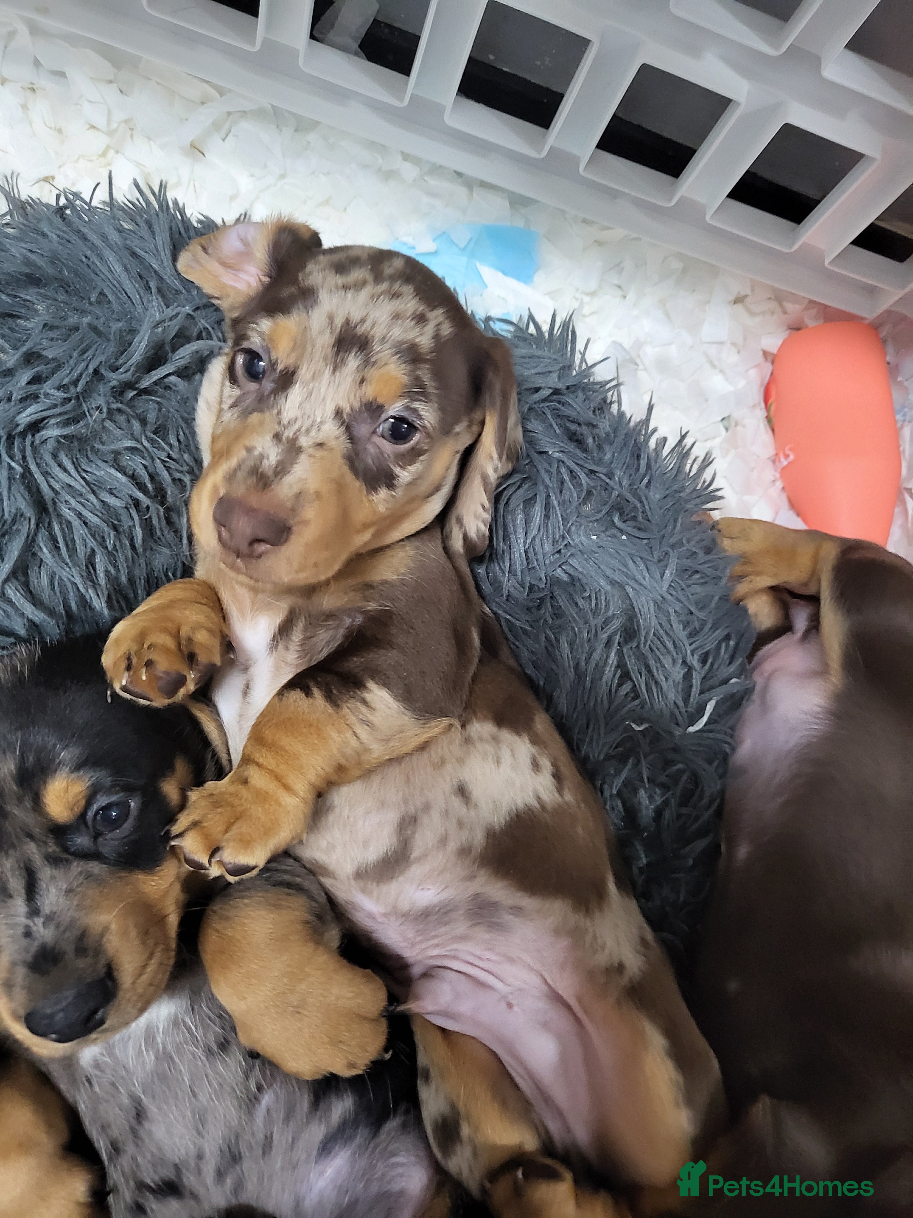 Dachshund dogs Litter of four beautiful dachshunds - Advert 9