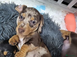 Dachshund dogs Litter of four beautiful dachshunds - Advert 9