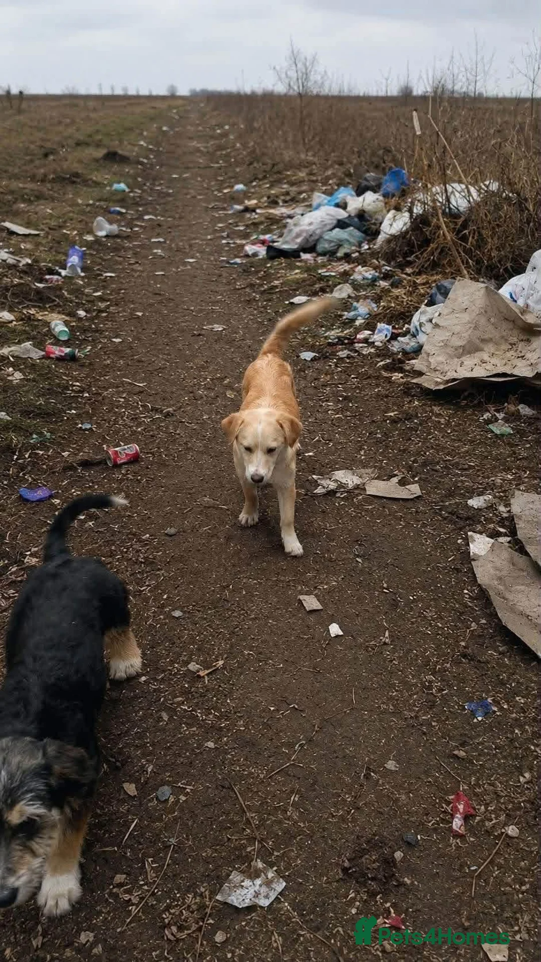 Mixed Breed dogs for adoption: Boba - Dereham Norfolk  in Dereham - Advert 17