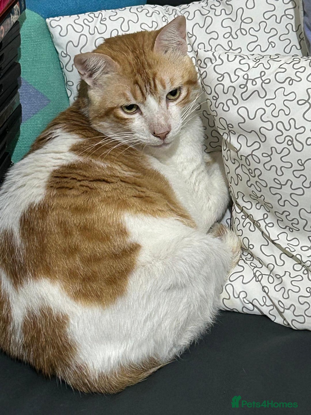 Mixed Breed cats for adoption: [Indoors only] Goofy! Adorable clingy champ! - Advert 5