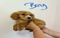 Cockapoo dogs for sale: Working cocker x cockapoo  puppies  - Image 1