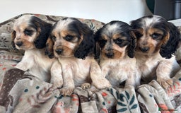 Cocker Spaniel dogs for sale: Show Cocker Spaniel Puppies  - Image 3