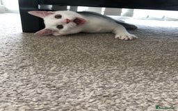 British Shorthair cats for sale: Kitten for sale - Image 5