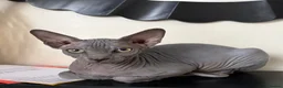 Sphynx cats for sale: Sphynx girls for sale  - Advert 5