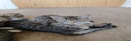 Mixed Breed cats for sale: Unique Tabby kittens   looking for a forever home  in Doncaster - Advert 24