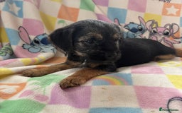 Border Terrier dogs for sale: Stunning KC Registered Border Terrier Pups - Image 3