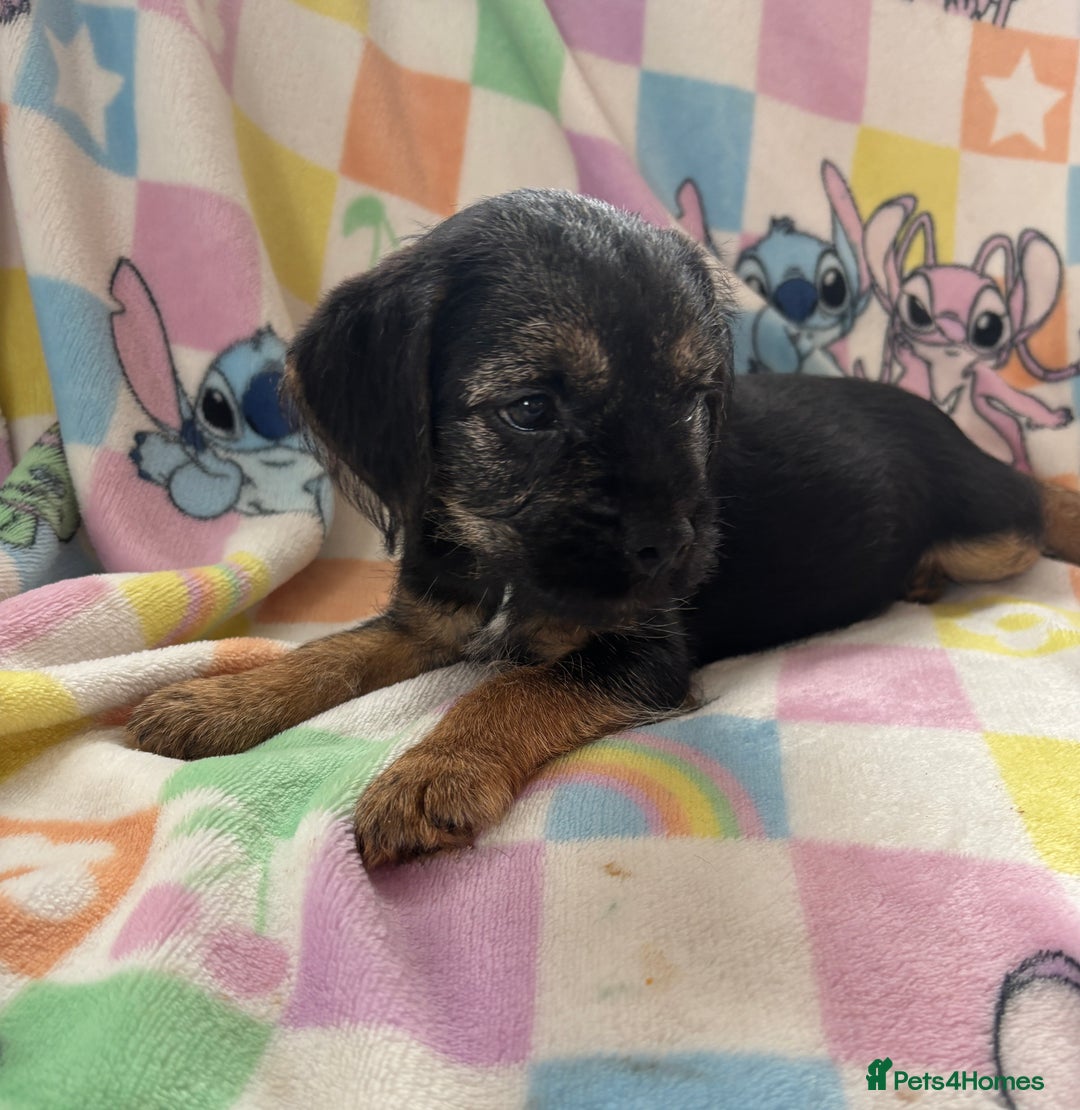 Border Terrier dogs for sale: Stunning KC Registered Border Terrier Pups - Image 3