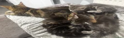 Bengal cats for sale: Bengal x Maine Coon Kittens - Advert 3