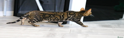 Bengal cats for sale: Import Bloodline Snow & Brown Clouded Bengals in Nelson - Advert 2