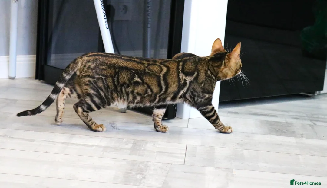 Bengal cats for sale: Import Bloodline Snow & Brown Clouded Bengals in Nelson - Advert 7