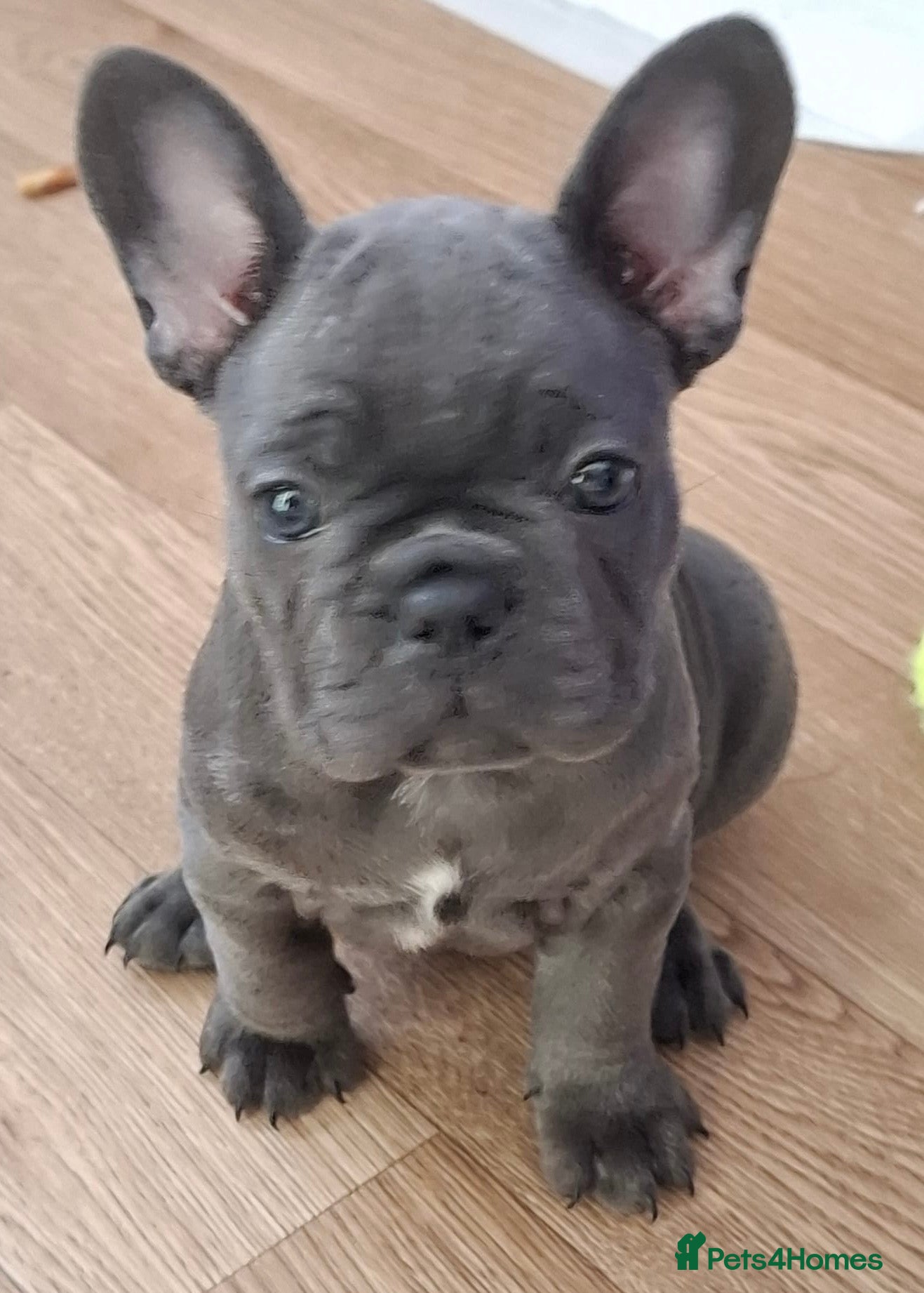 French Bulldog dogs Stunning Kc registered French Bulldog Pups - Advert 2
