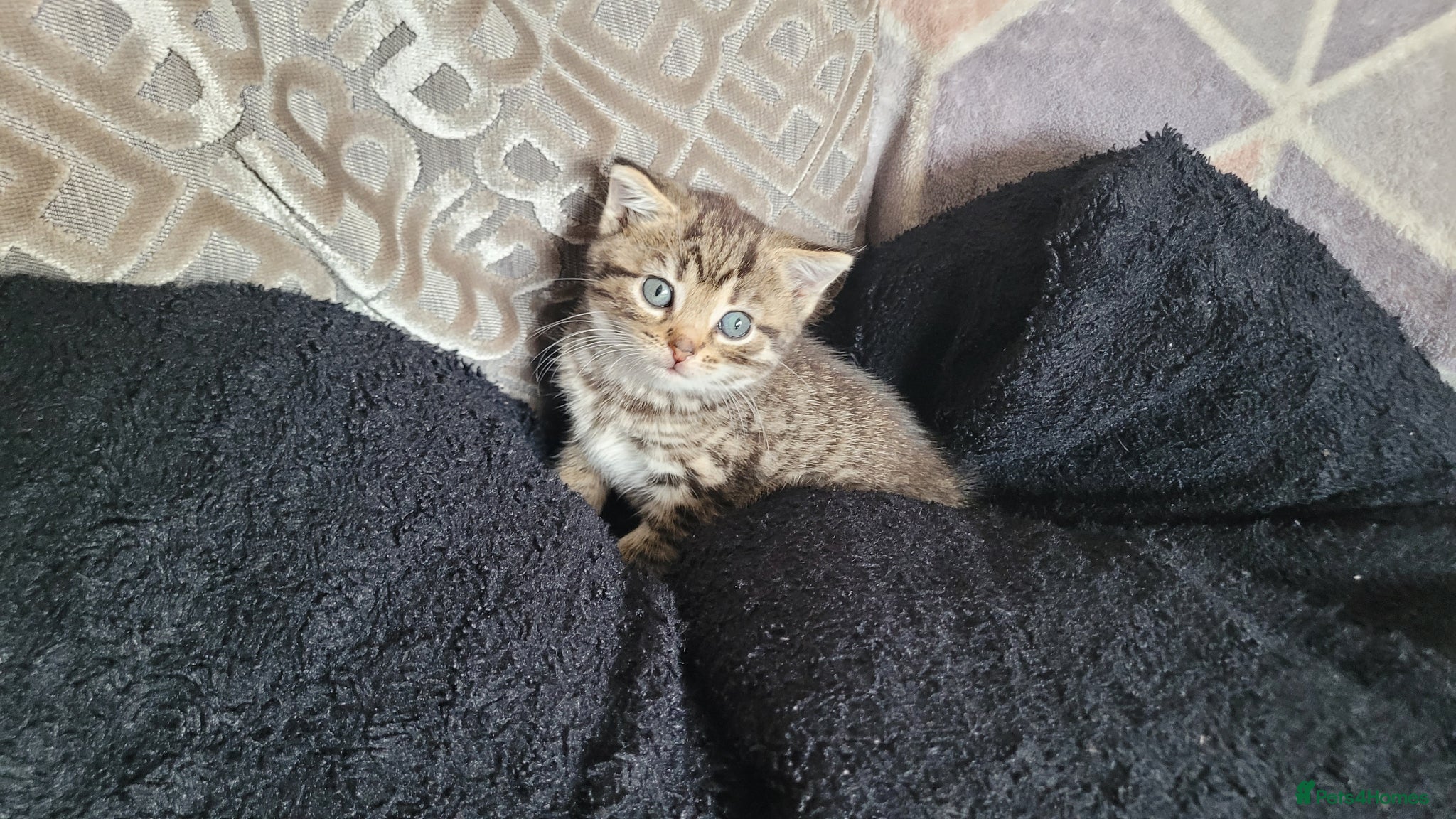 Mixed Breed cats 2 girls left *litter of 5* available May - Advert 9