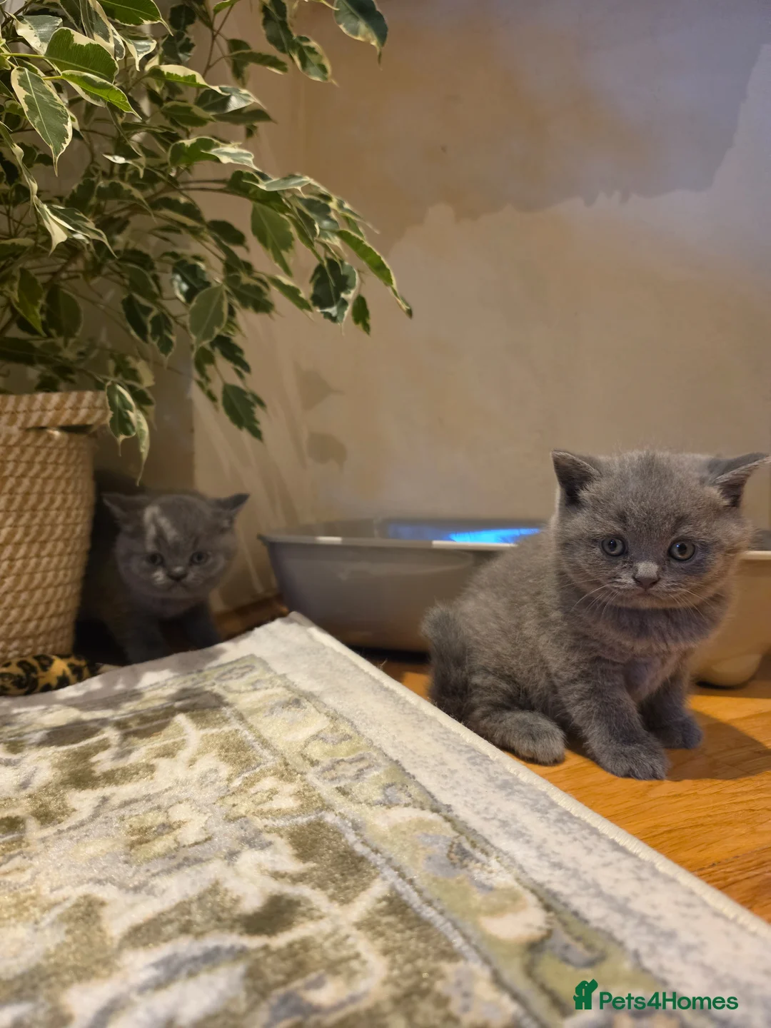 British Shorthair cats for sale: Beautiful Blue British Shorthair Kittens for Sale - Advert 2