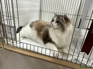 Ragdoll cats Gccf /tica seal tabby bi stud available in Nuneaton - Advert 14