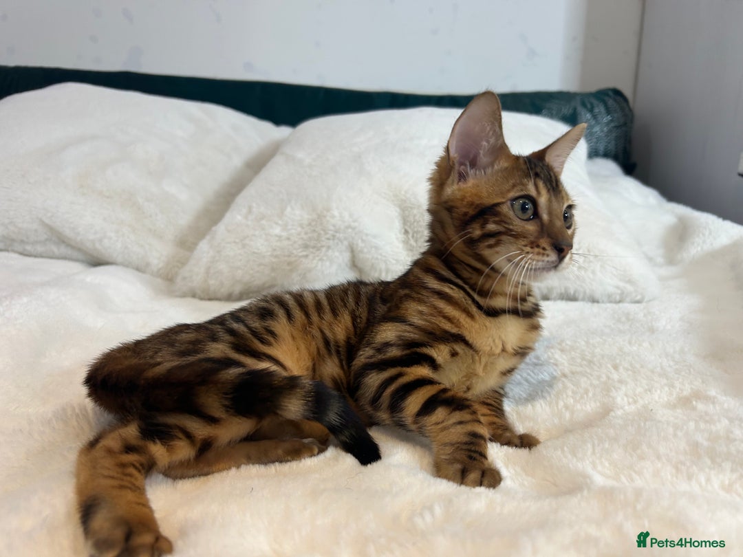 Bengal cats for sale: Champion bloodline Bengal kittens - Advert 8