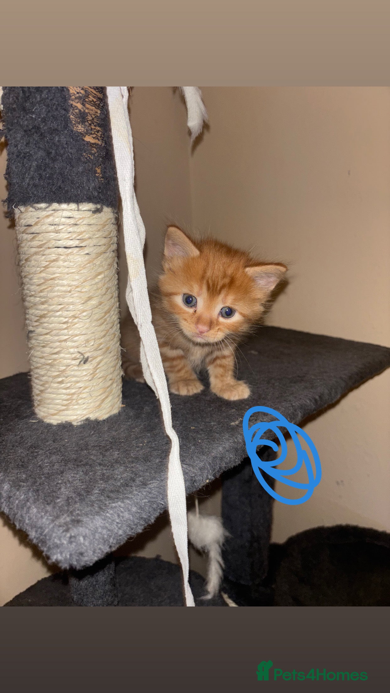 American Shorthair cats 13 week old female kitten🐱 - Advert 16