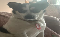 Mixed Breed dogs for adoption: Gorgeous Dylan needs a home! - Image 4