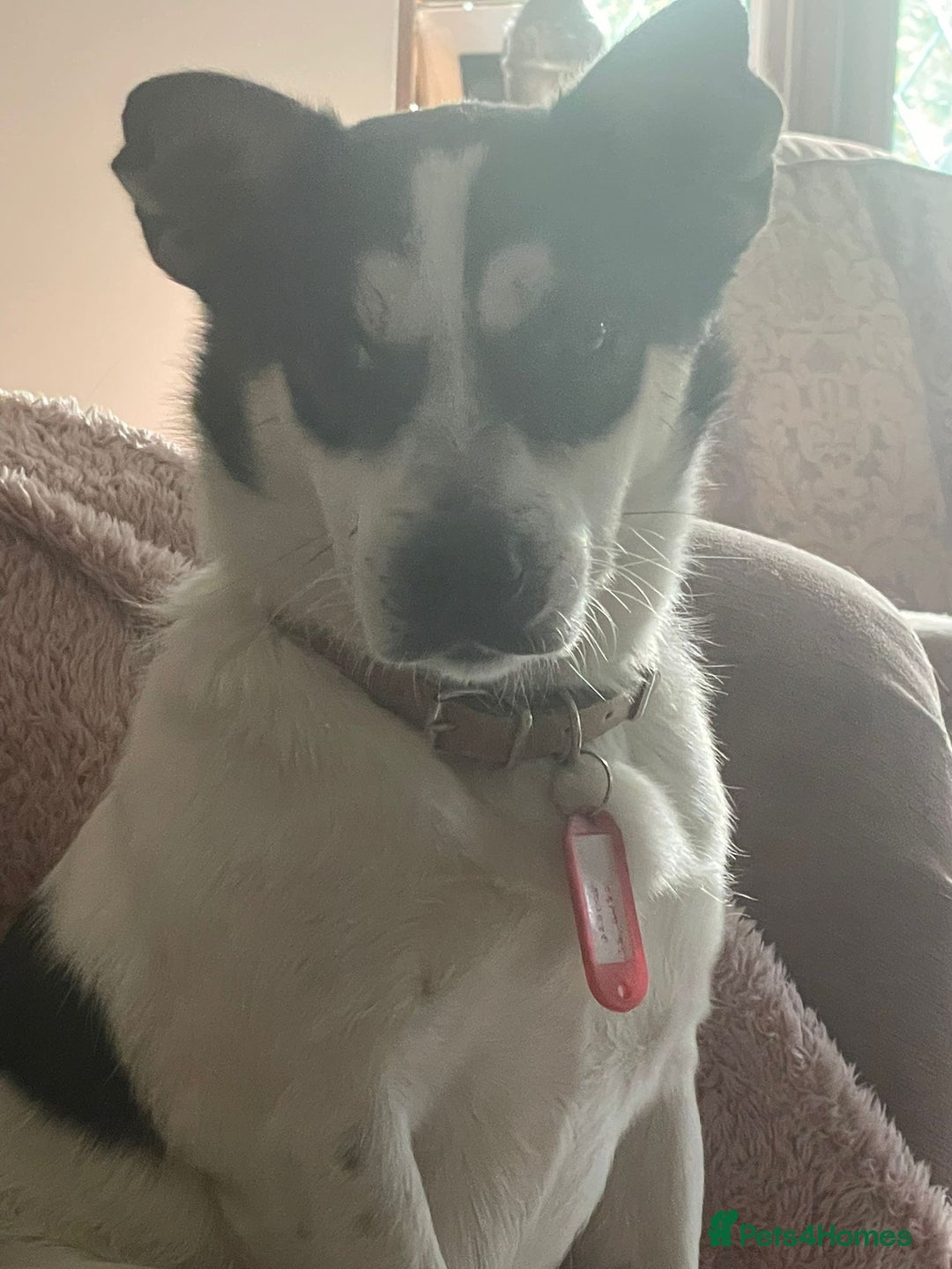 Mixed Breed dogs for adoption: Gorgeous Dylan needs a home! - Image 4