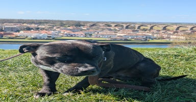 Staffordshire Bull Terrier dogs Mr Zeus  - Advert 2