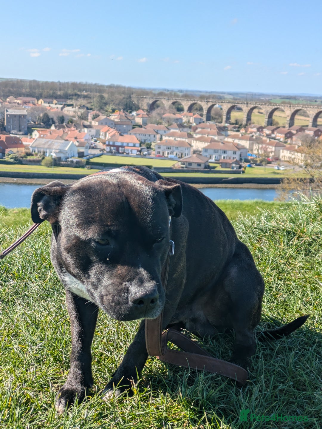 Staffordshire Bull Terrier dogs for stud: Mr Zeus  - Image 2
