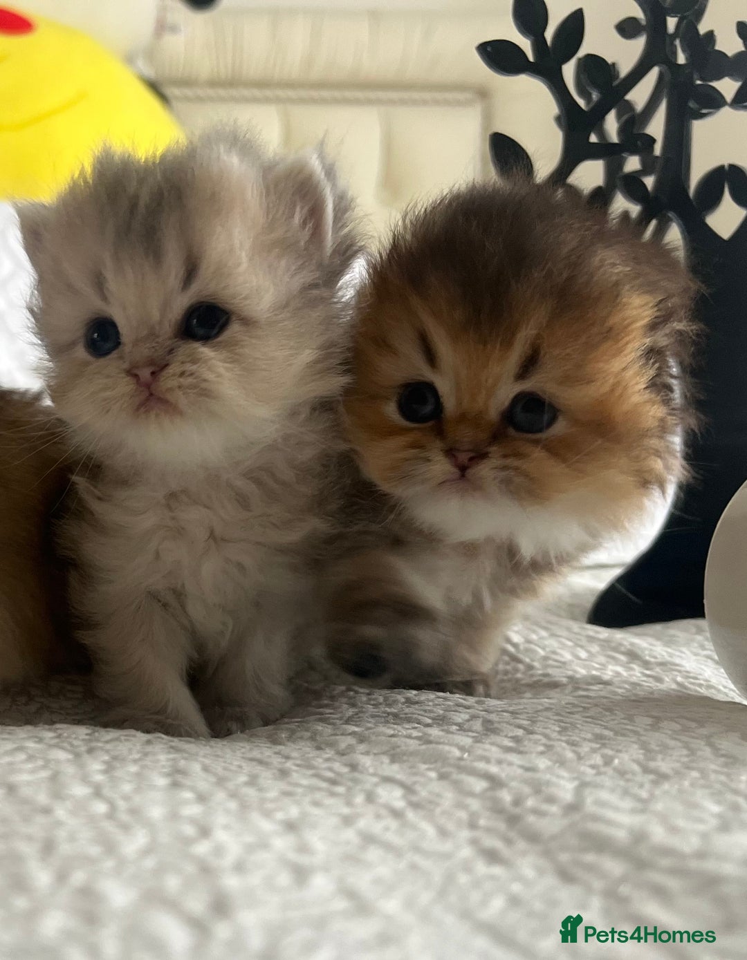 Scottish Fold cats for sale: Pedigree cutest SFLH kittens   - Image 10