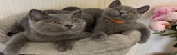 British Shorthair cats for sale: Beautiful  Blue British Shorthair Kittens  - Advert 28