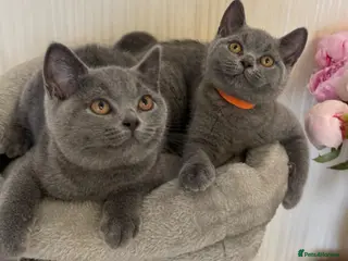 British Shorthair cats Beautiful Blue British Shorthair Kittens - Advert 4