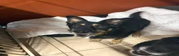 Mixed Breed dogs for adoption: Meet Azra and Vucko,currently residing in Cheshire in Nantwich - Advert 17