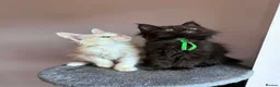 Maine Coon cats for sale: ✨ Maine Coon Kittens – Ready Now💥 in Leeds - Advert 6