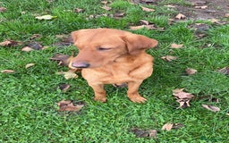 Labrador Retriever dogs for sale: Gorgeous Red Labrador Pups - Image 19