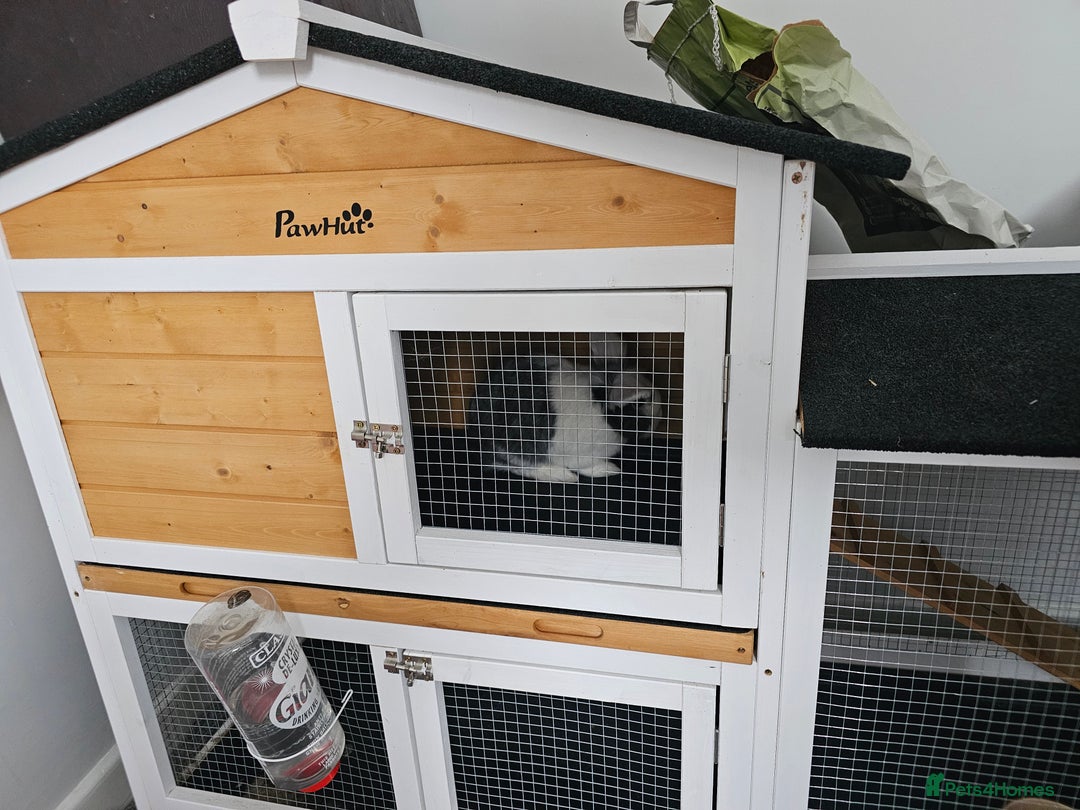 Netherland Dwarf rabbits for sale: Lovely grey netherlands drawf - Image 3