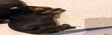 Dobermann 3