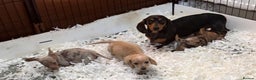 Miniature Dachshund dogs for sale: 3 beautiful mini dashs - Advert 2