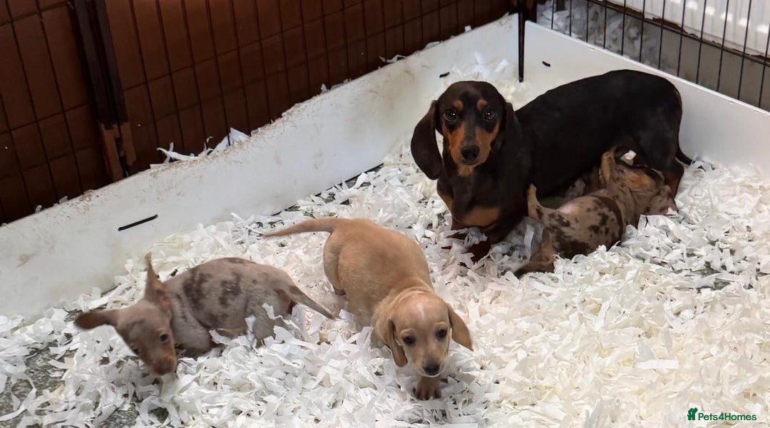 Miniature Dachshund dogs for sale: 3 beautiful mini dashs - Advert 2