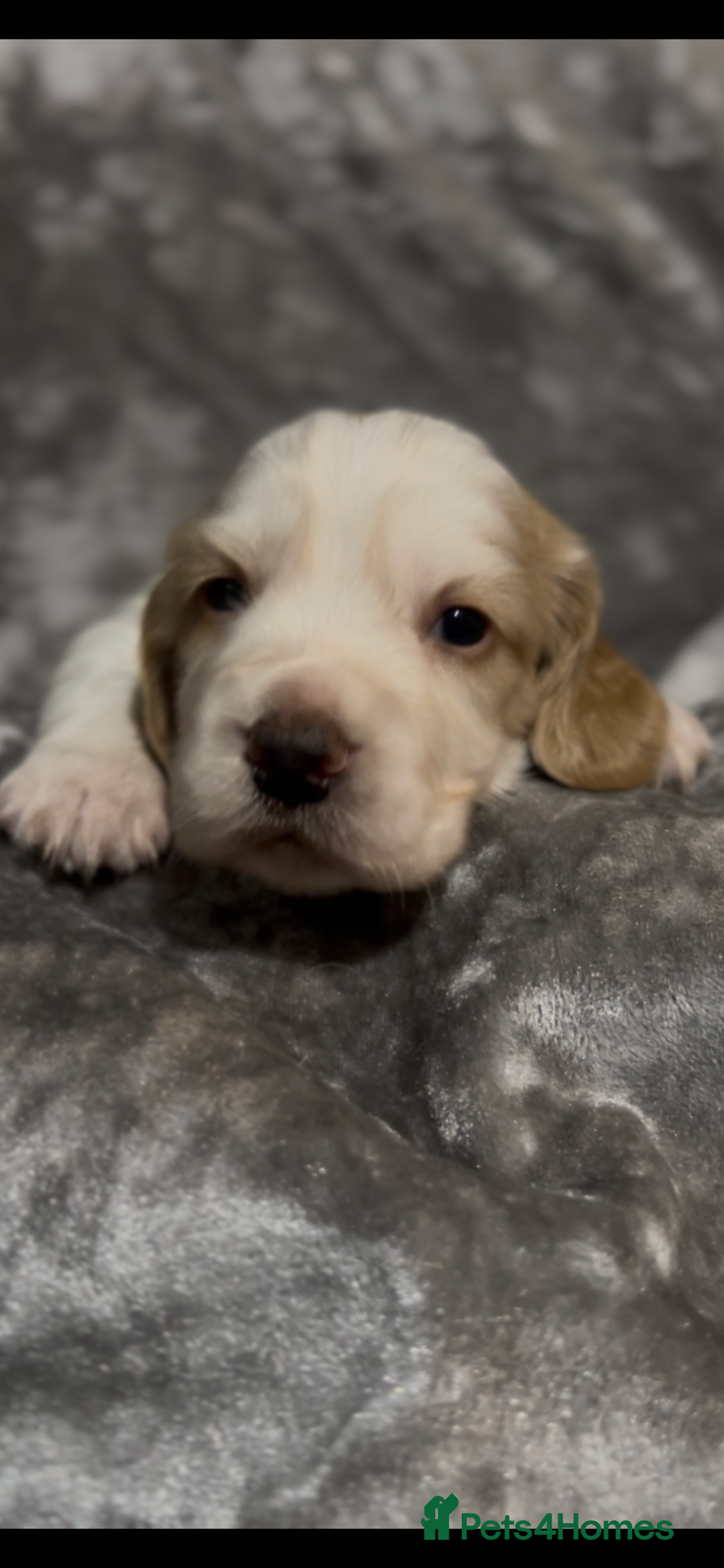 Cocker Spaniel dogs for sale: Lemon and white working cocker spaniels  - Image 15