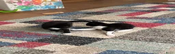 Mixed Breed cats for sale: Gorgeous Cuddley Kittens - Advert 2