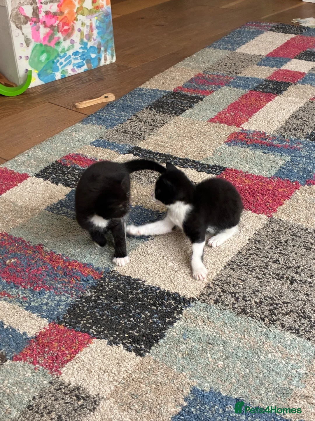 Mixed Breed cats for sale: Gorgeous Cuddley Kittens - Advert 2
