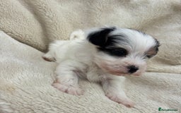 Biewer Terrier dogs for sale: Beautiful biewer terrier puppies 🩷 - Image 26