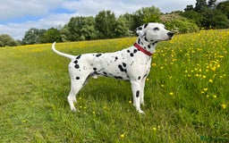 Dalmatian dogs for stud: PROVEN Black spot KC registered Dalmatian for STUD in Romford - Image 6